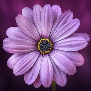 Meet your Posher, Mirella